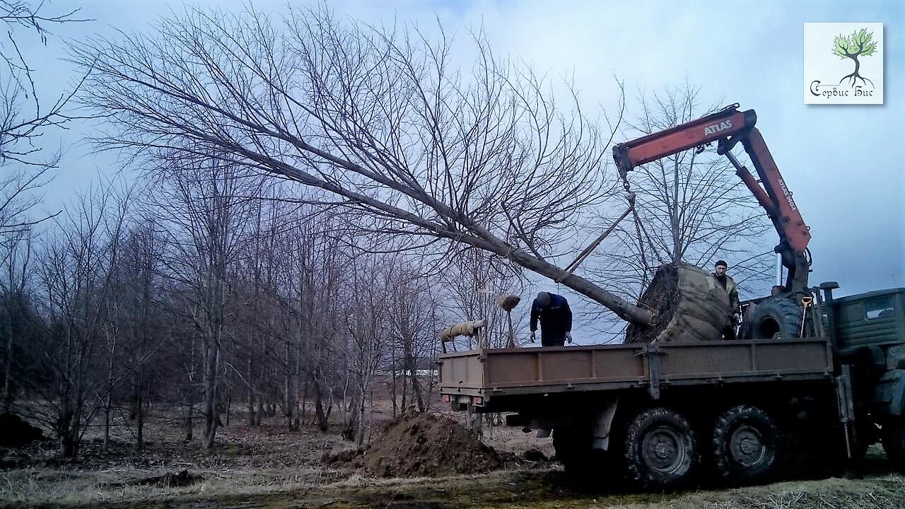 Пересадка крупномерных деревьев в СПБ и Ленинградской области