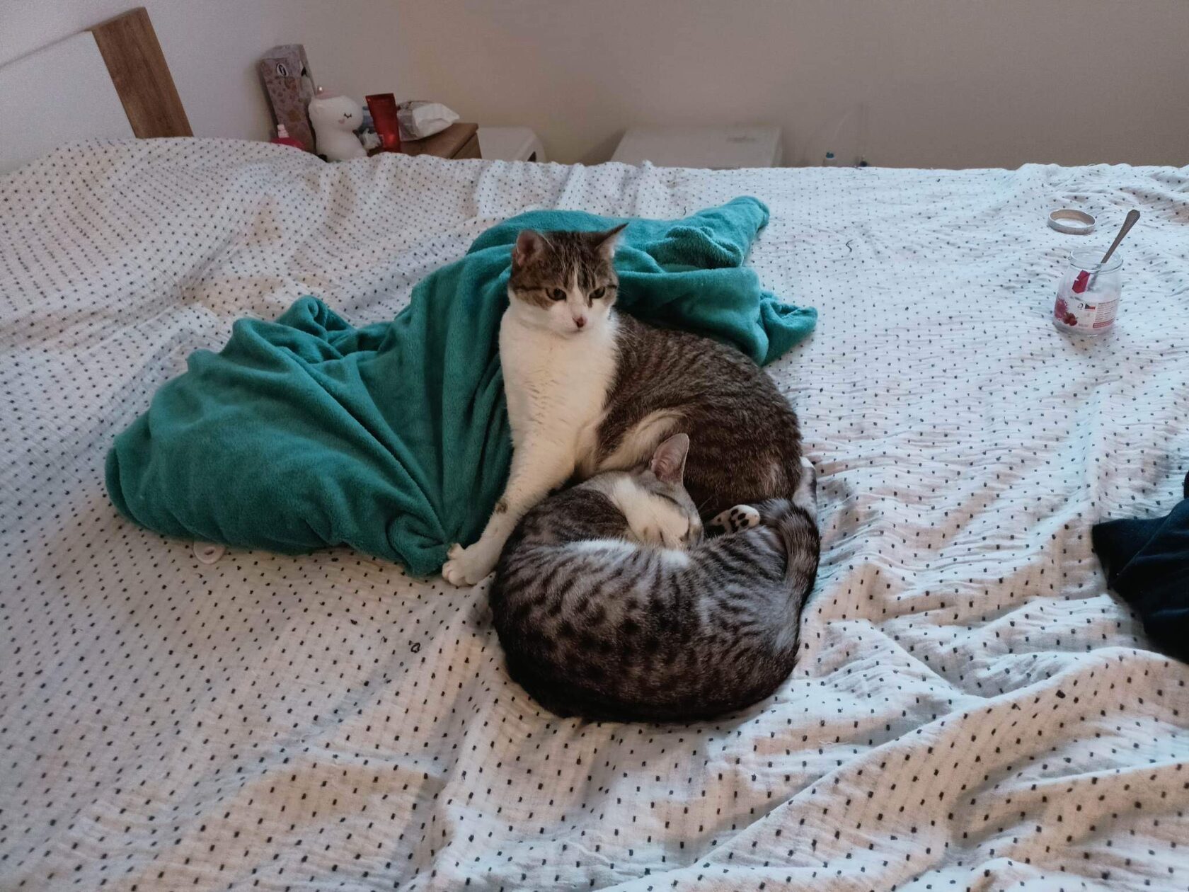 Donate food for refugee cats and dogs in Prague