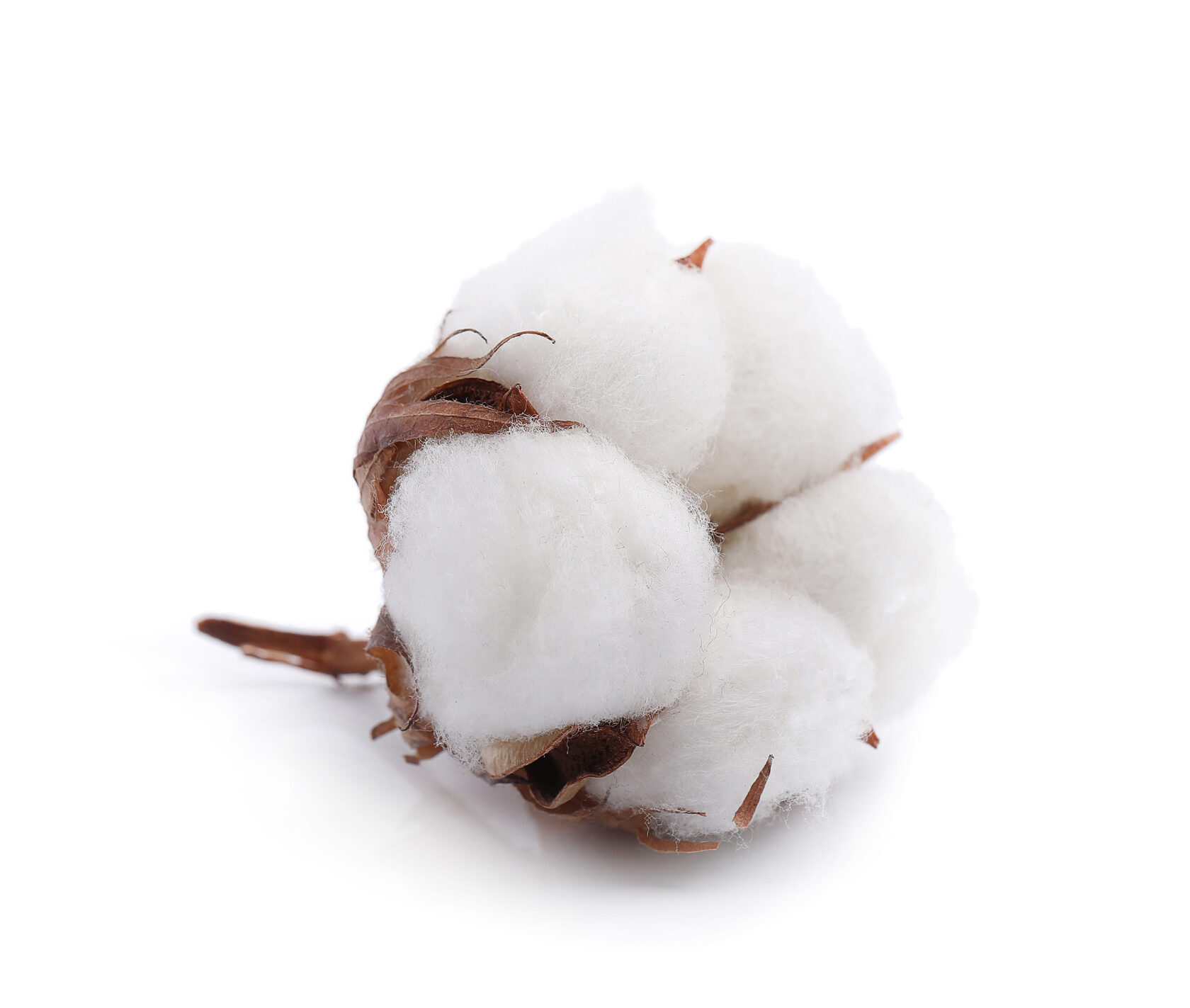 Как пахнет хлопок. Как пахнет хлопок. Хлопчатник вертициллиум. Пахта чигити. Как пахнет хлопок.