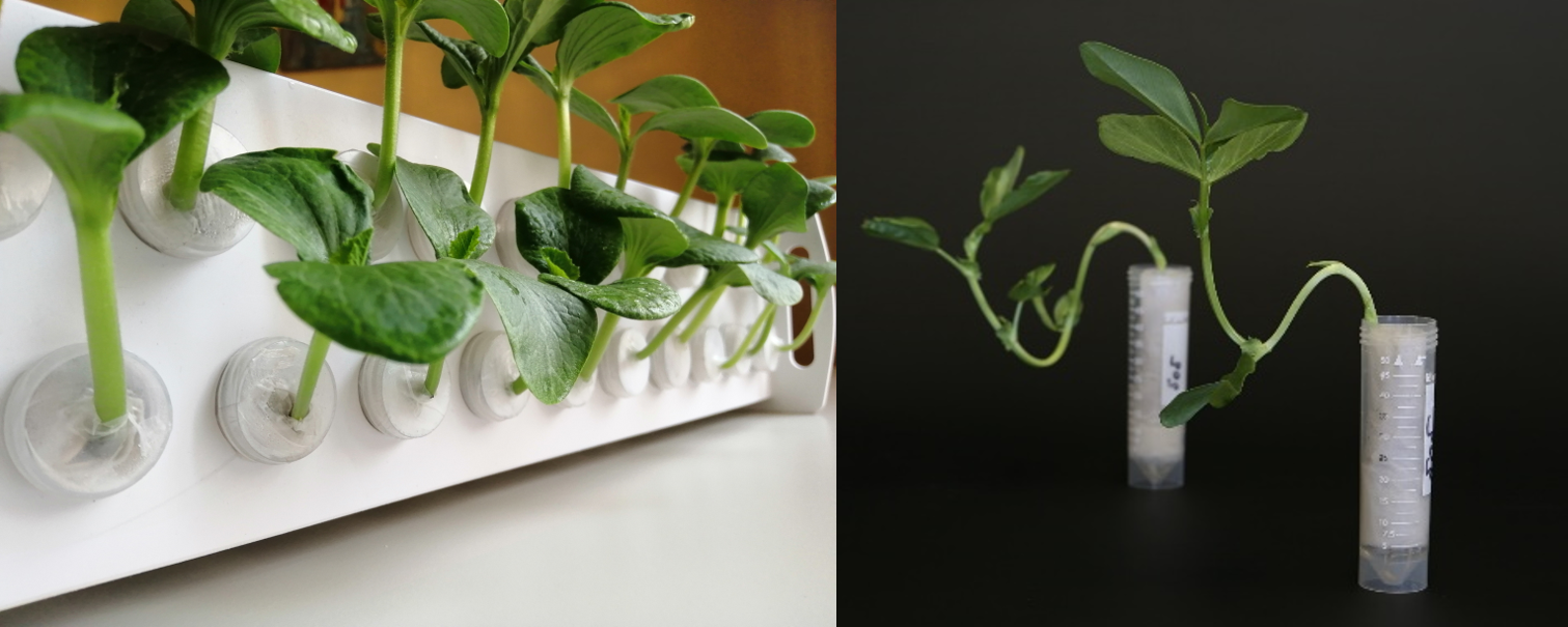 Геотропизм. Движения растений. Отрицательный геотропизм стебля. Лабораторные работы по биологии. Проект "Живые лабораторные по биологии".