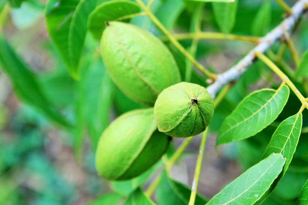 Free Images : fruit, flower, food, green, produce, botany, flora, seeds, shrub,