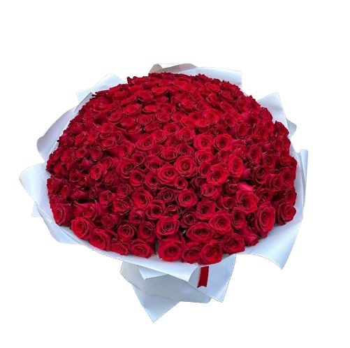 Букет из 101 красной розы в белой упаковке
