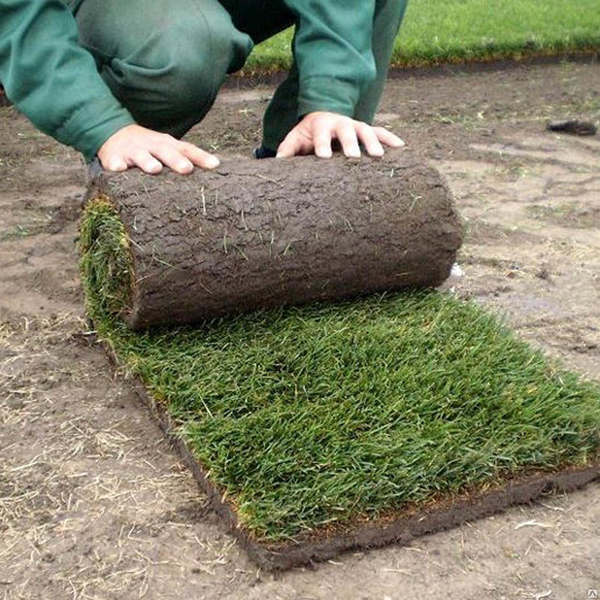 Укладка рулонного газона: цена за метр | устройство рулонного газона ...