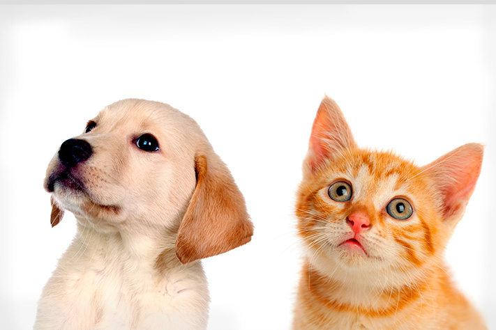 Благотворительный фонд поможи животных, помощь животным, взять кошку из приюта, взять собаку из приюта