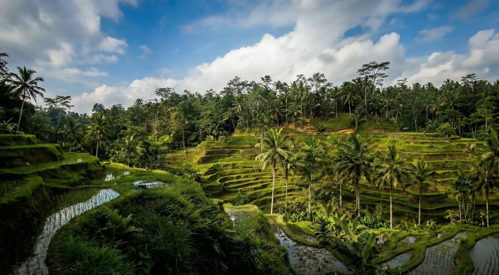 Tegalalang Rice Terraces | Things to do in Ubud