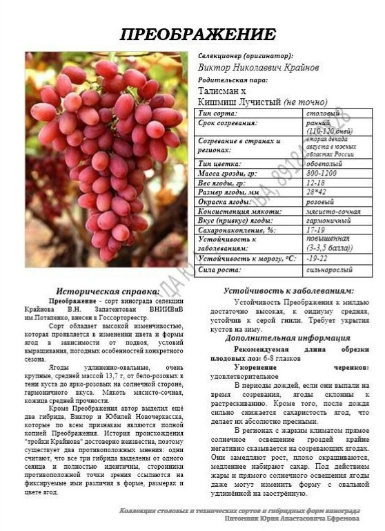 Виноград преображение морозостойкость описание сорта. Преображение виноград описание. сорт винограда преображение фото. преображение виноград описание сорта фото. сравнение сортов винограда преображение и сенсация.