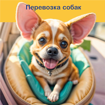 Маленькая собачка с большими ушами сидит в мягкой переноске для транспортировки домашних животных. Слова «Перевозка собак» написаны синим цветом.