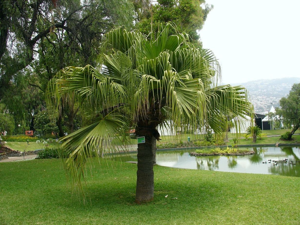 Красивая групповуха у пальмы