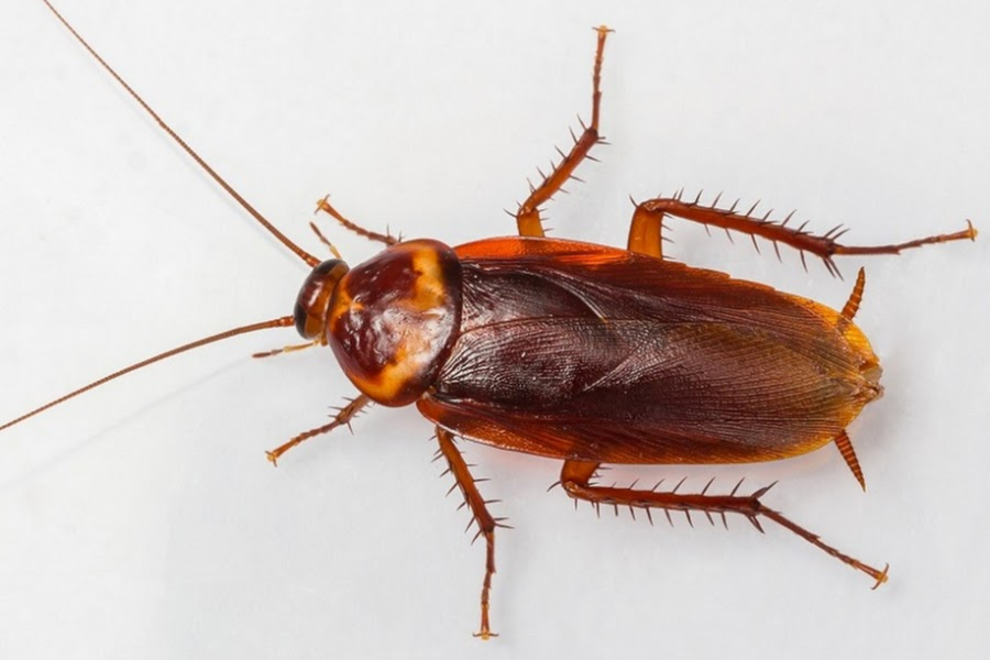 Уничтожение тараканов в квартире
