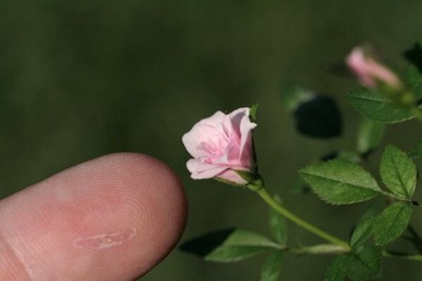 2. Бутон самой маленькой розы составляет всего 5 мм