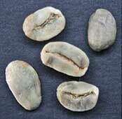 Веронезе пример дефекта кофе вариант 5