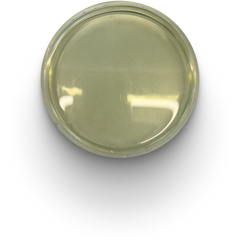 Водный экстракт из бурых водорослей | Seaweed