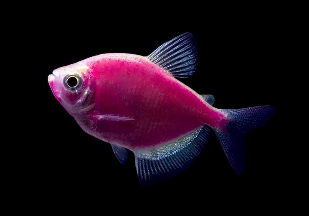 GloFish (глофиш) — запатентованное коммерческое название генетически модифи...