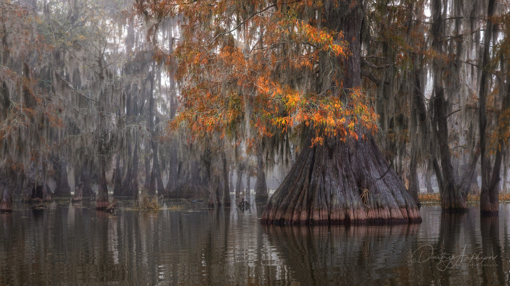 Деревья в Луизиане болотный Кипарис