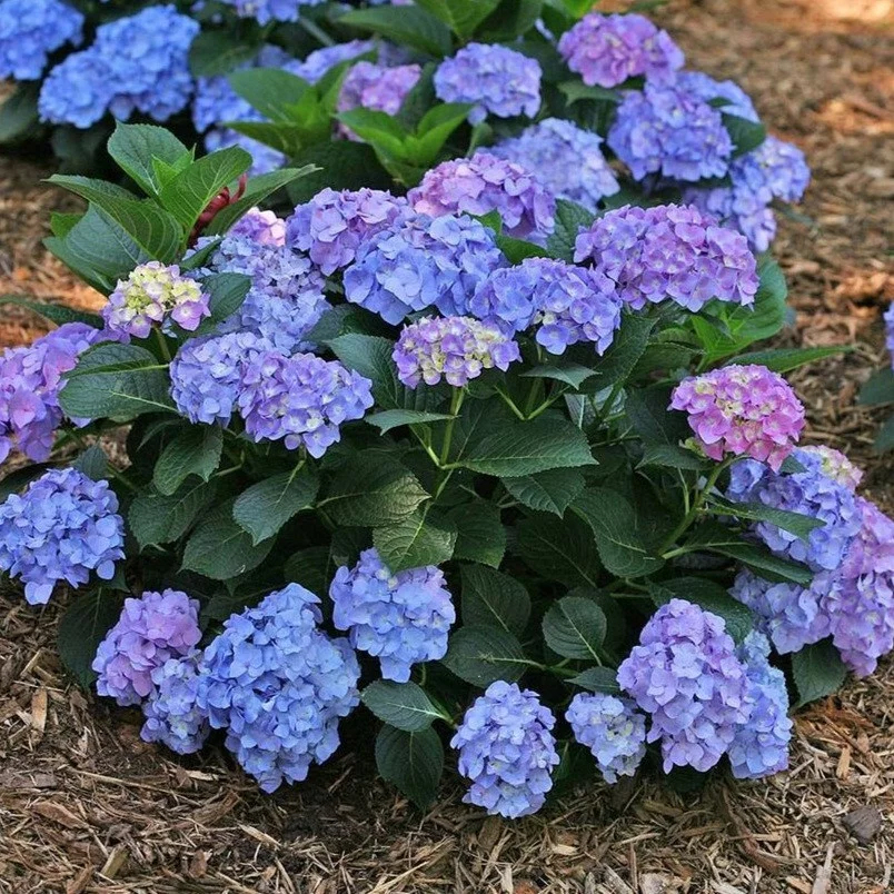 Гортензии крупнолистные