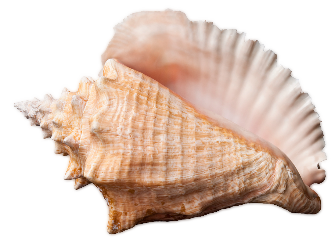 Прозрачный моллюск. Морская раковина. Ракушки морские. Морские ракушки на прозрачном фоне. Ракушка на прозрачном фоне.