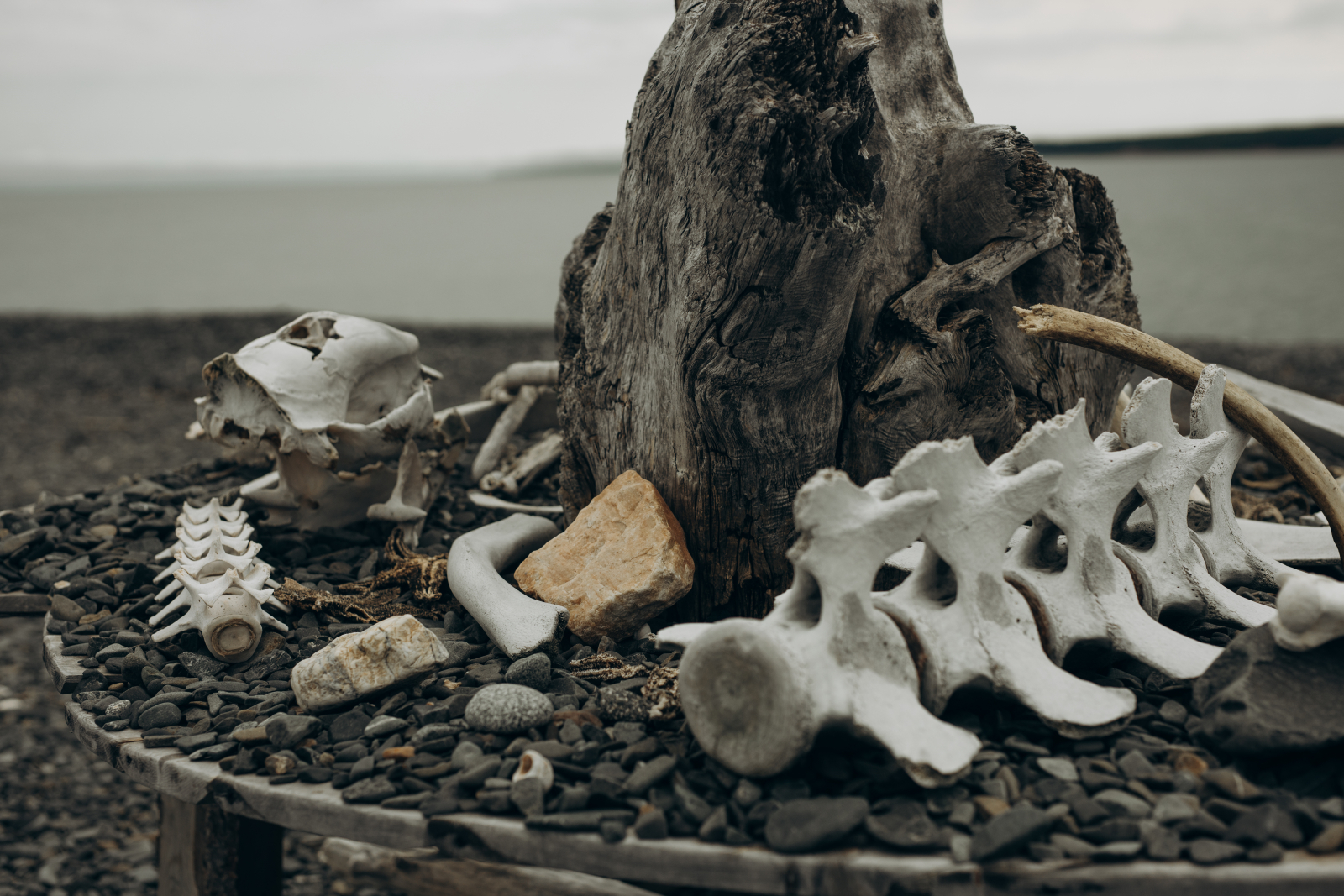 Находки с берегов, позвонки и ребра китов