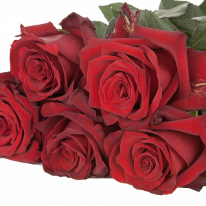 Розы с плантации Subati