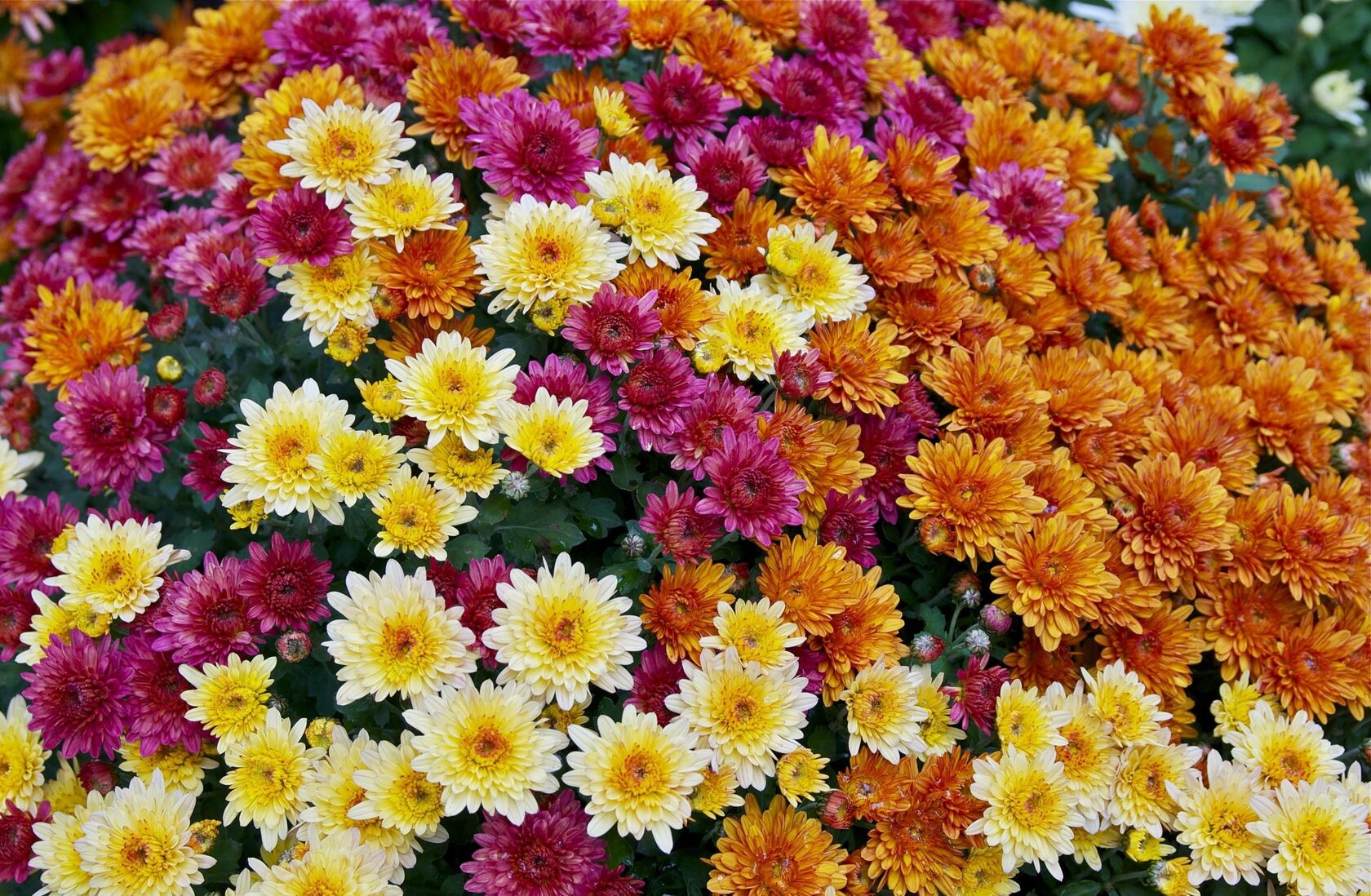 Ввиду широкого разнообразия этих цветов, для них была разработана довольна обширная классификация. Она разделяет хризантемы в зависимости от различных признаков. 