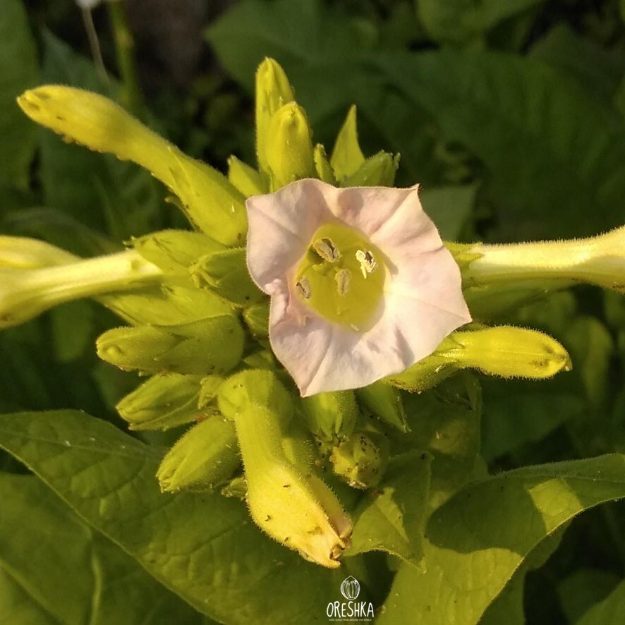 Seeds of Tobacco Spectrum (Nicotiana tabacum) — 300 pcs