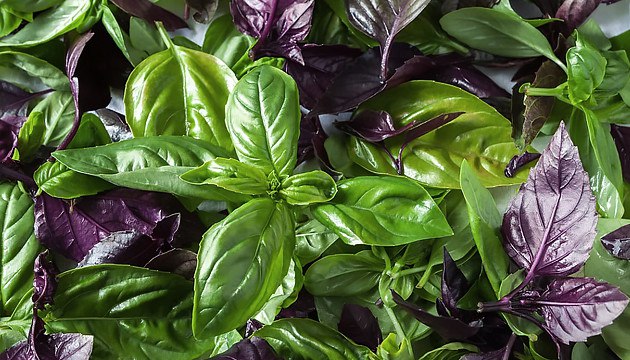 Базилик растение компаньон