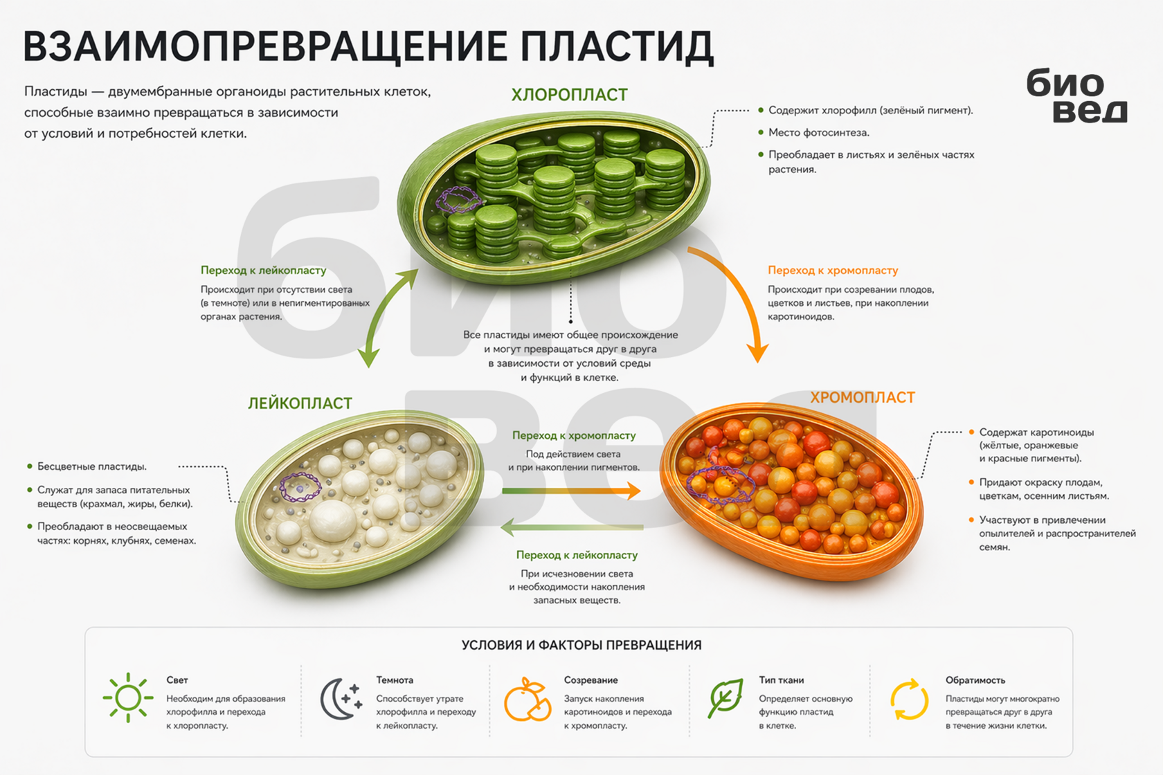 Взаимопревращение пластид — хлоропласты, хромопласты и лейкопласты. Схема превращения пластид для ЕГЭ по биологии.