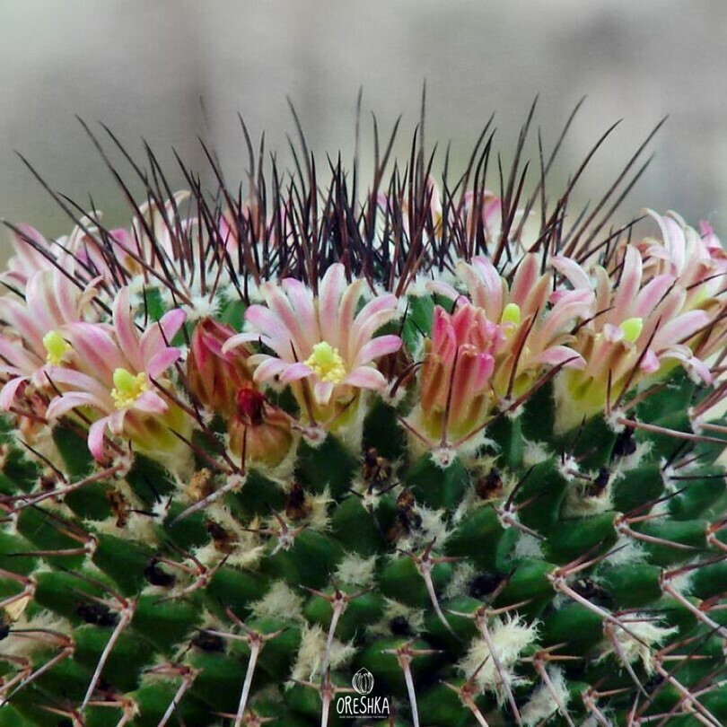 Seeds of Cactus Mammillaria multiseta Rep 842 (Mammillaria multiseta Rep 842) — 10 pcs