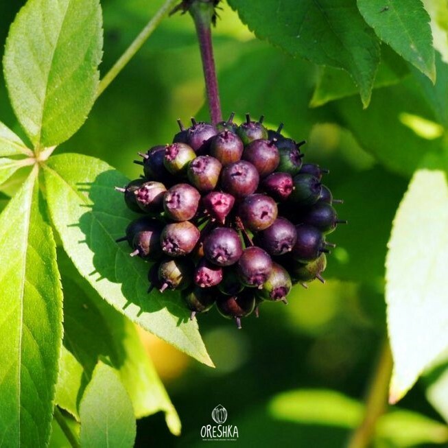Seeds of Eleutherococcus (Eleutherococcus) — 10 pcs