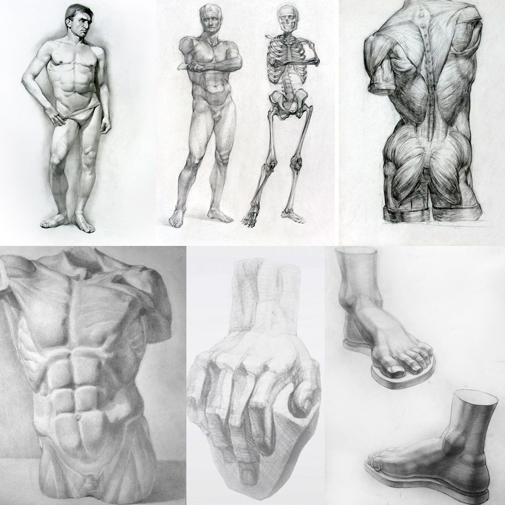 Академический рисунок уроки. Пластическая анатомия фигуры человека. Анатомические зарисовки. Академические фигуры для рисования.