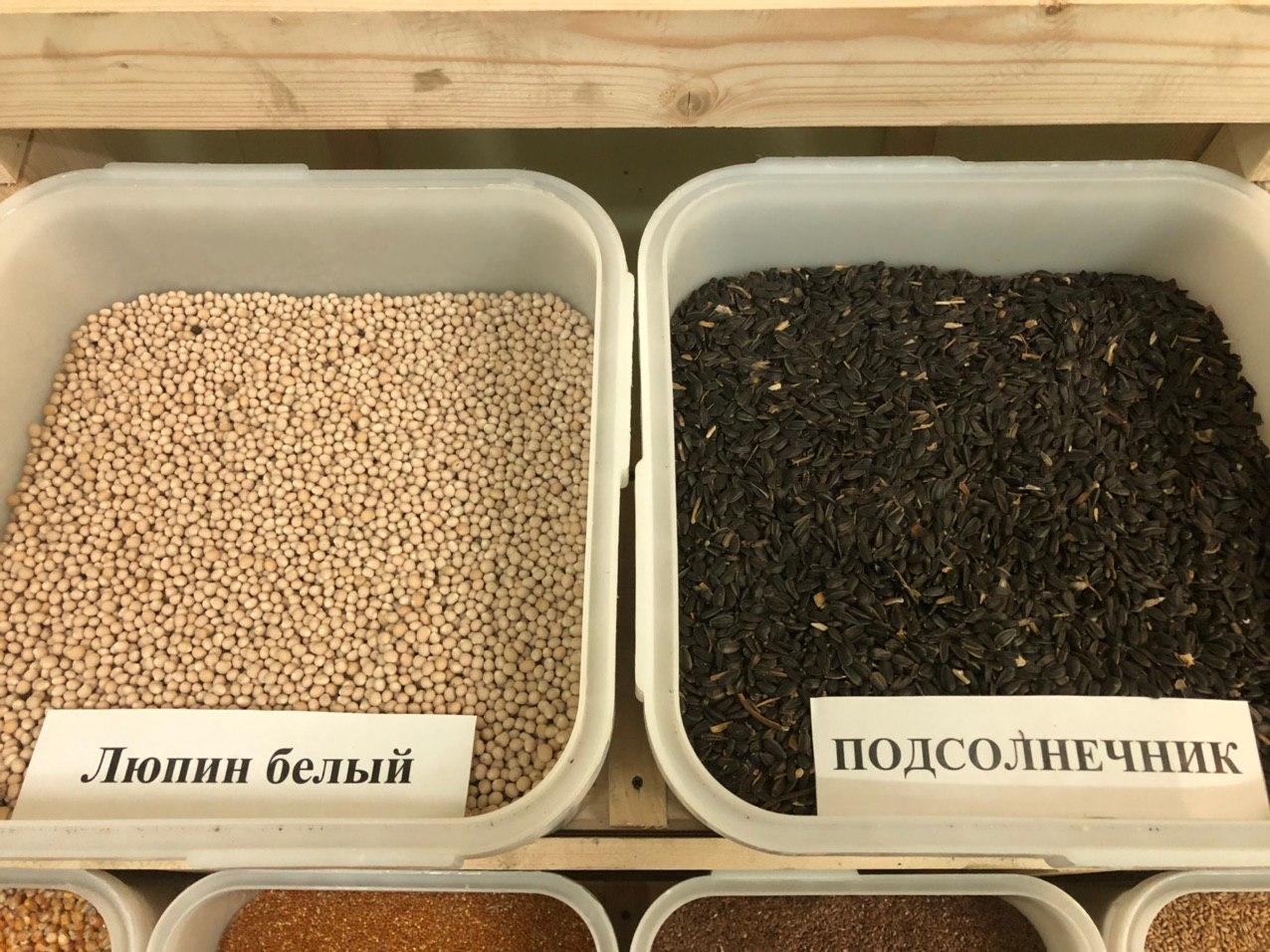 Купить Люпин Кормовой Семена