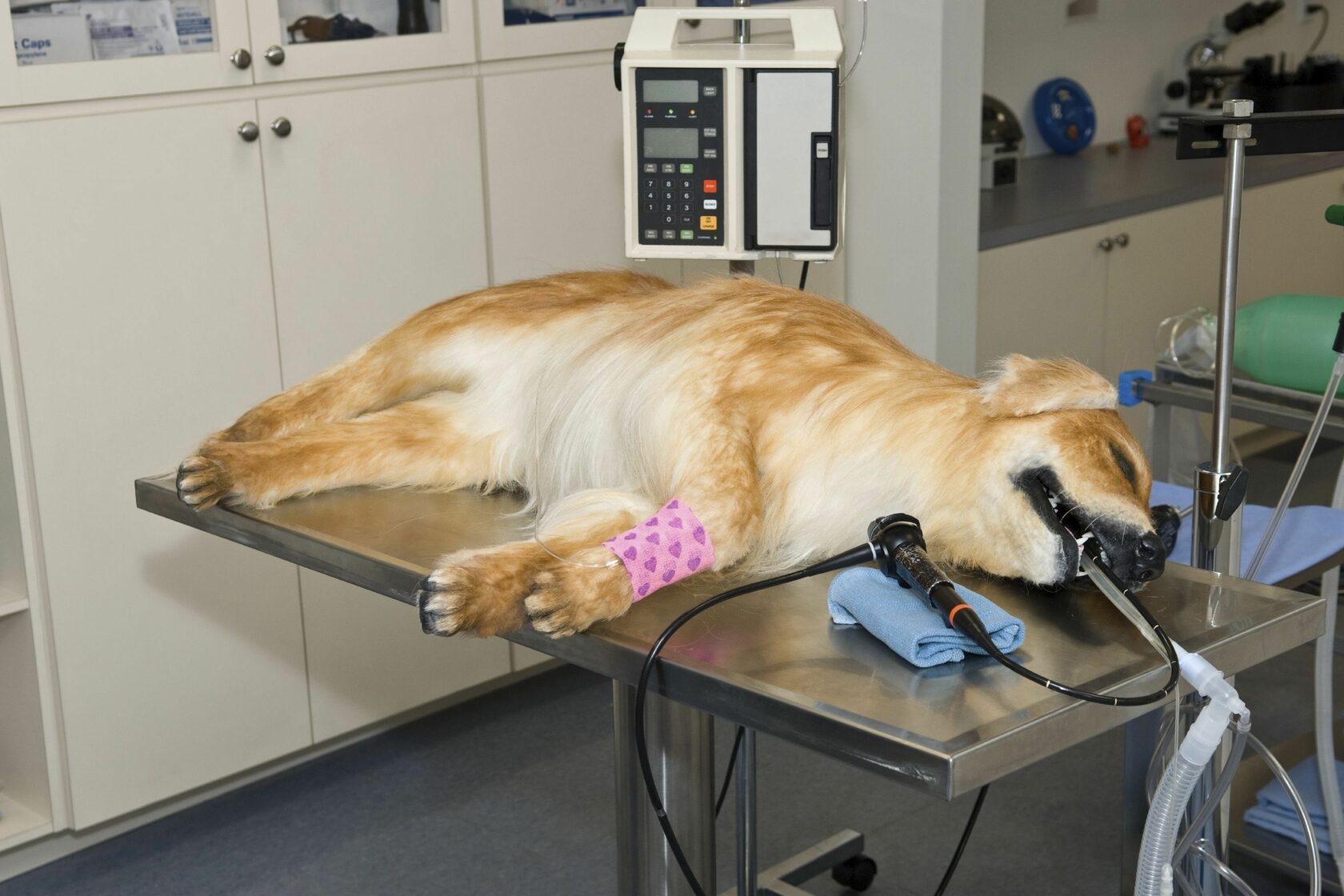 Эндоскопия в ветеринарии