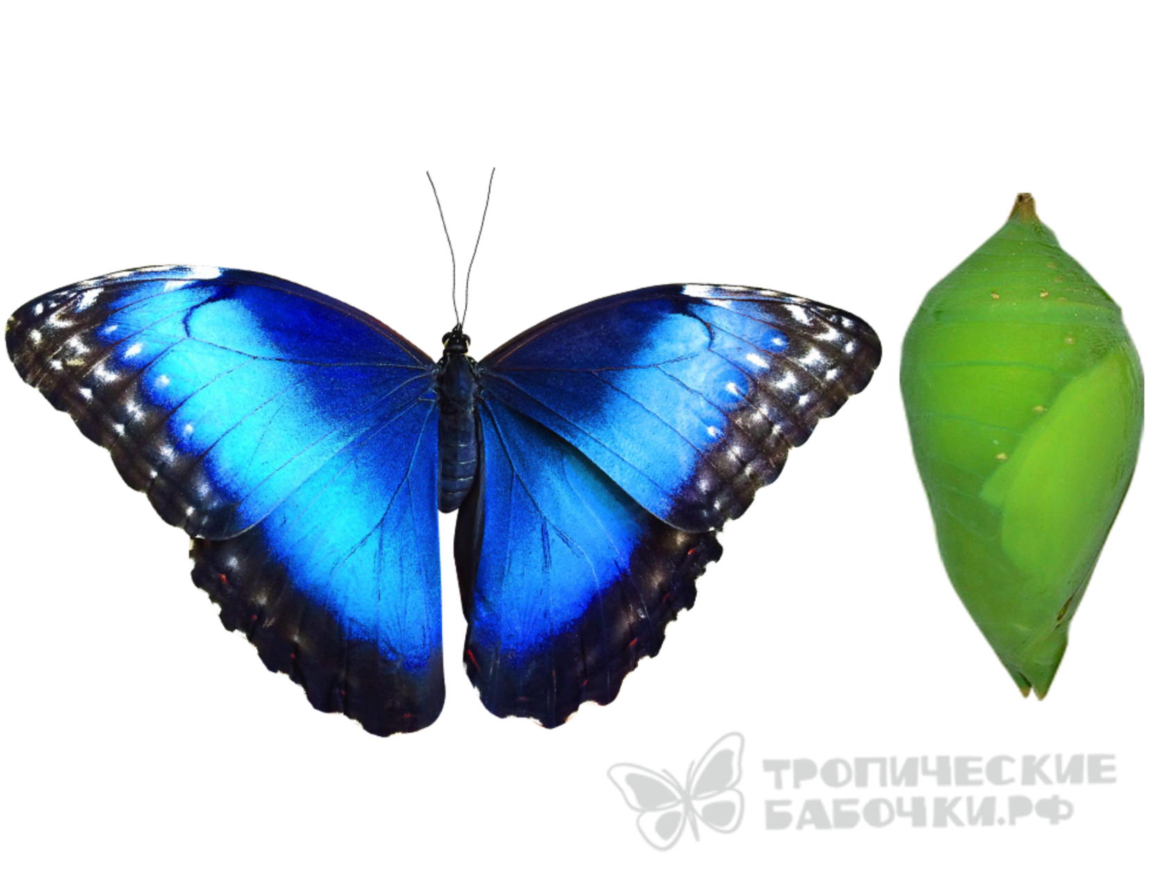 Куколка бабочки Морфо в Москве купить костариканские коконы недорого с ...