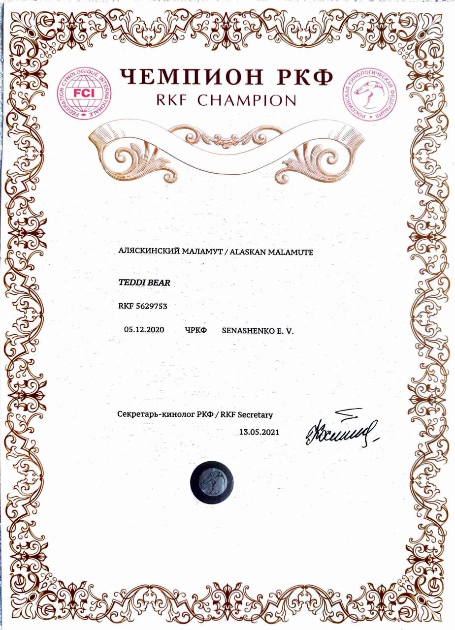 RKF Champion — alaskan malamute Teddi Bear from Nord Imperial