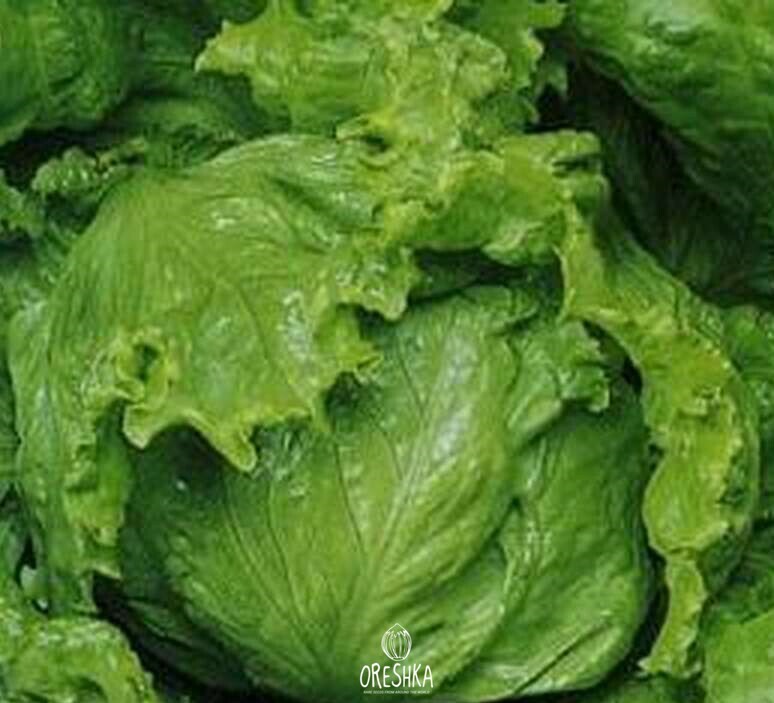 Seeds of Lactuca Sativa Tarzan (Lactuca sativa) — 100 pcs