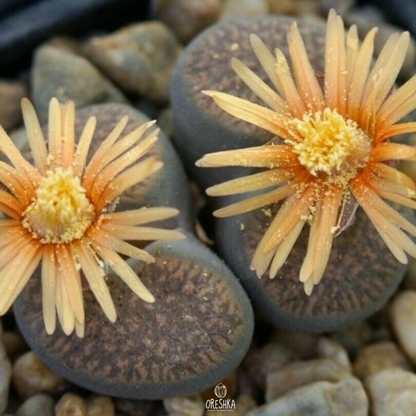 Seeds of Succulent Lithops verruculosa C 196 (Lithops verruculosa C 196) — 10 pcs
