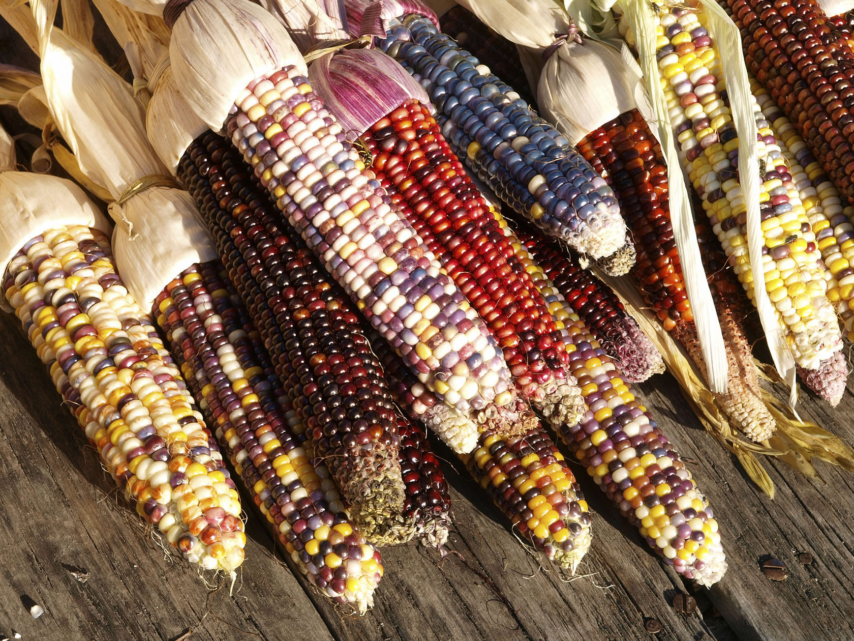 Разноцветная кукуруза семена