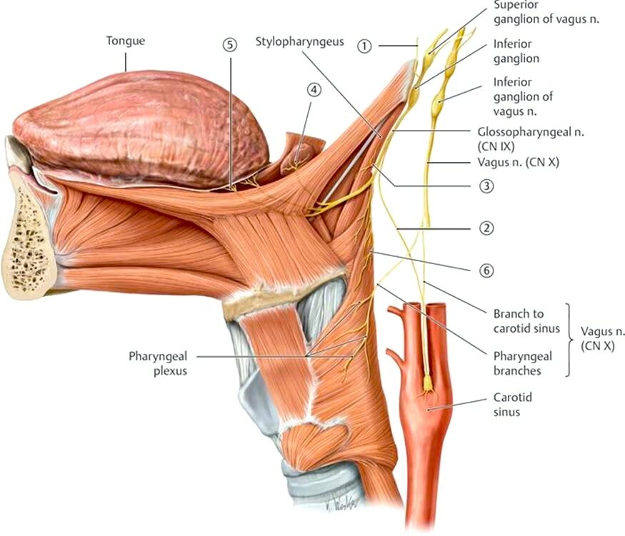 Языкоглоточный нерв картинка