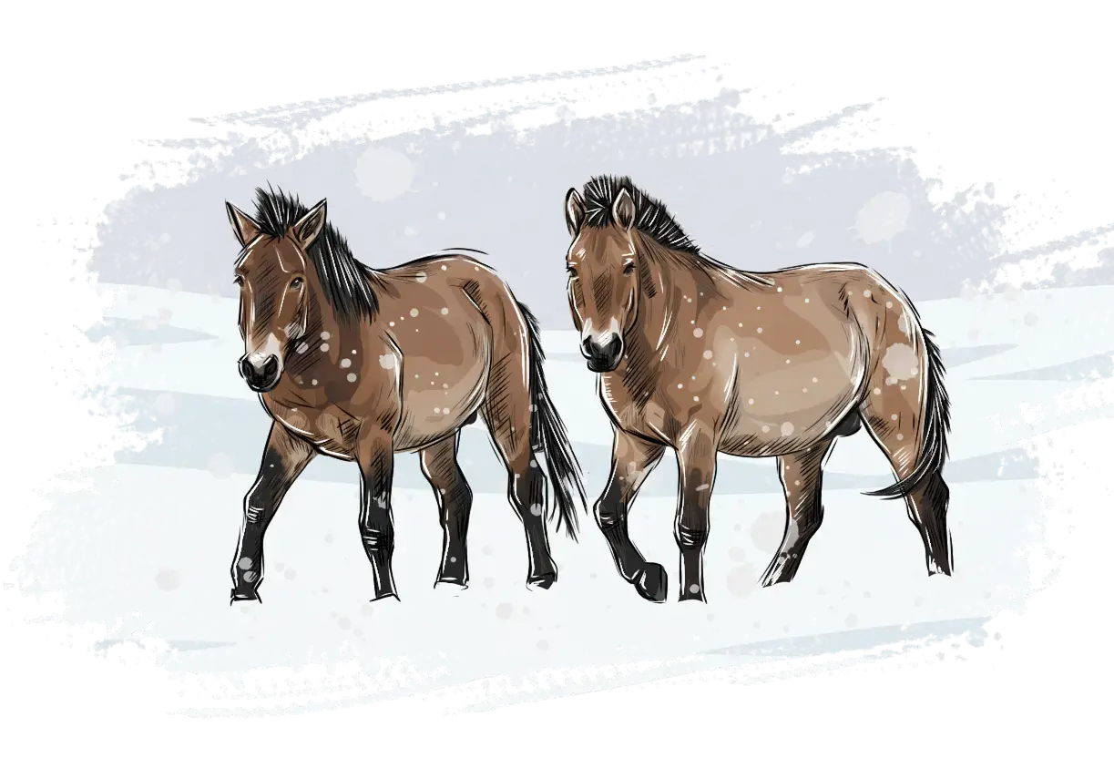 Лошадь Пржевальского в степи