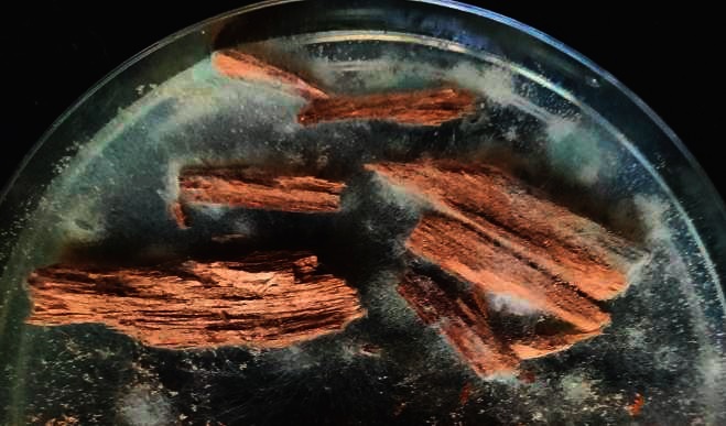 Прямое исследование древесины под микроскопом, с применением дифференциальных красителей.