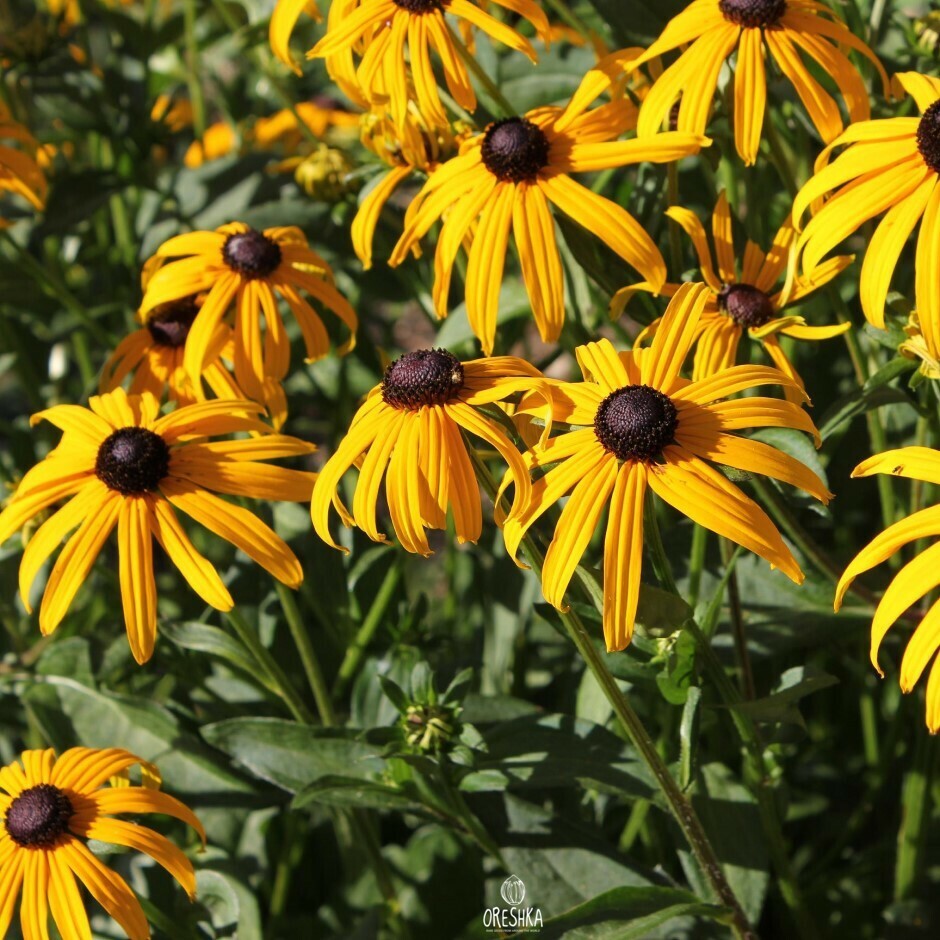 Rudbeckia hirta close-up dark brown centre