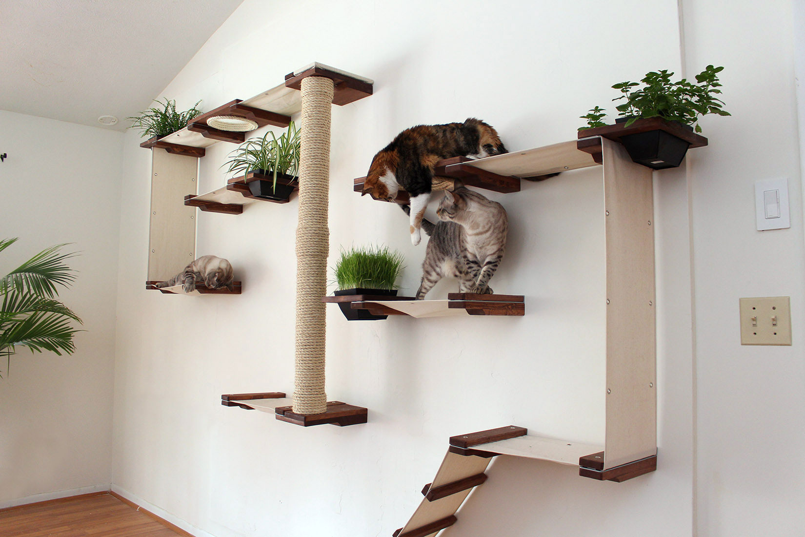 приспособления для кошек в квартире