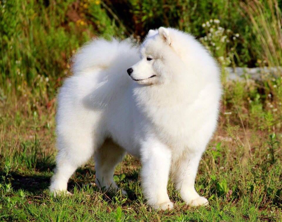 порода собаки самоед белый медведь. щенок медвежонок. самоедская лайка. лайка самоед медведь. порода собак белый медвежонок.