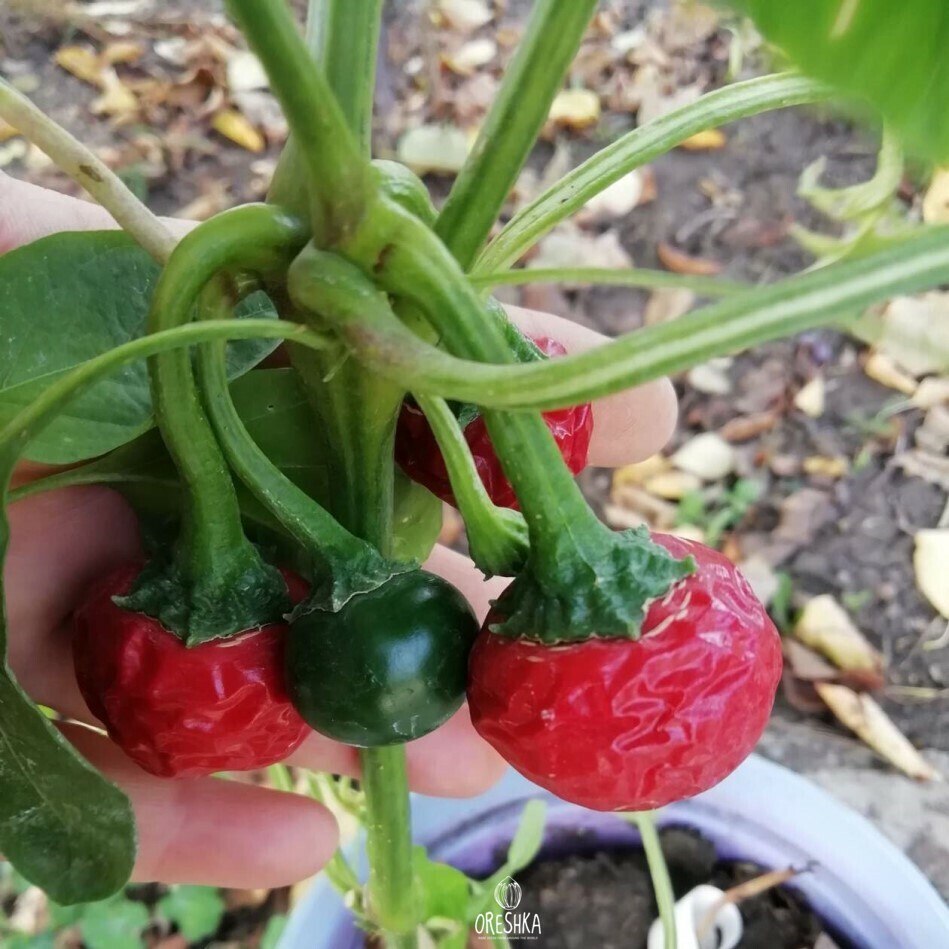 Seeds of Hot pepper Delice wrinkled (Capsicum) — 5 pcs