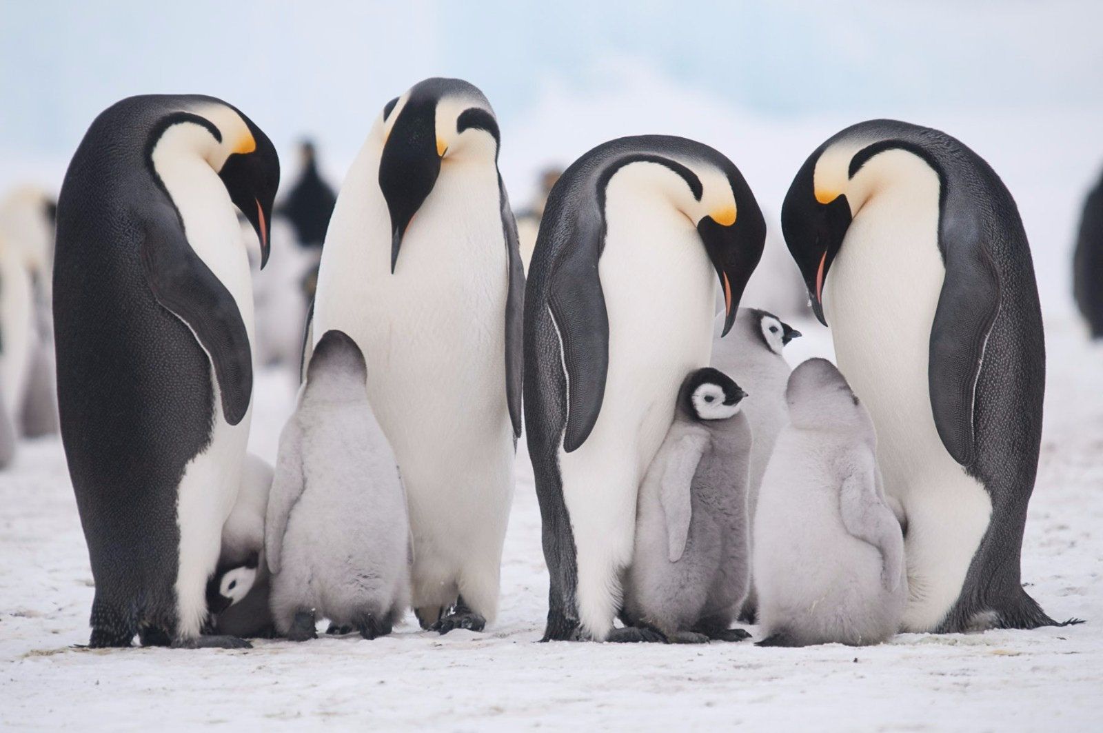 Всемирный день пингвинов (World Penguin Day) в Geek Hostel Воронеж