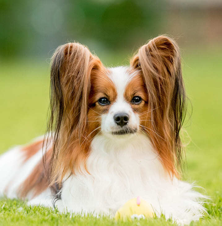 папийон на лужайке