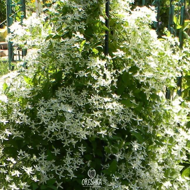 Seeds of Sweet Autumn Clematis Clematis terniflora - 200 pcs
