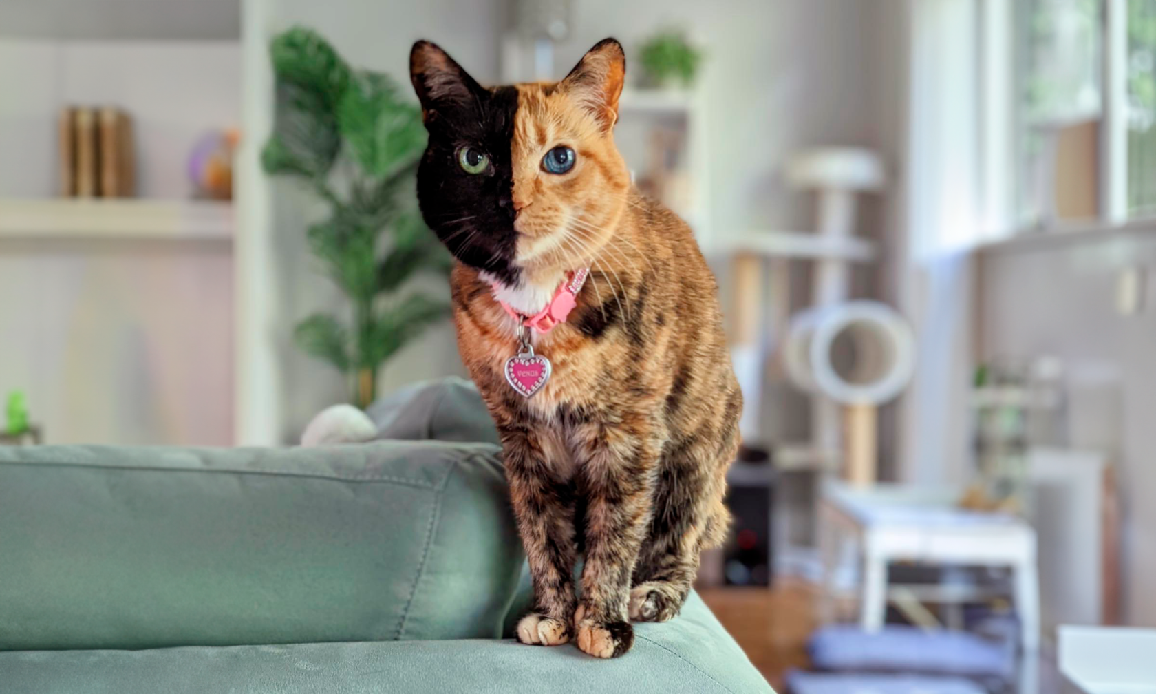 Top Pet Influencers The Petfluencer Revolution