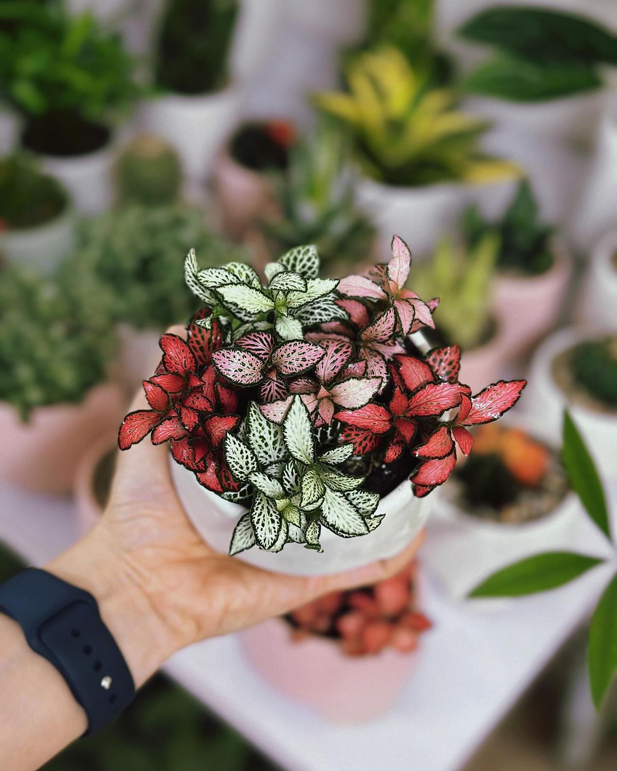 Potted plant on wooden shelf