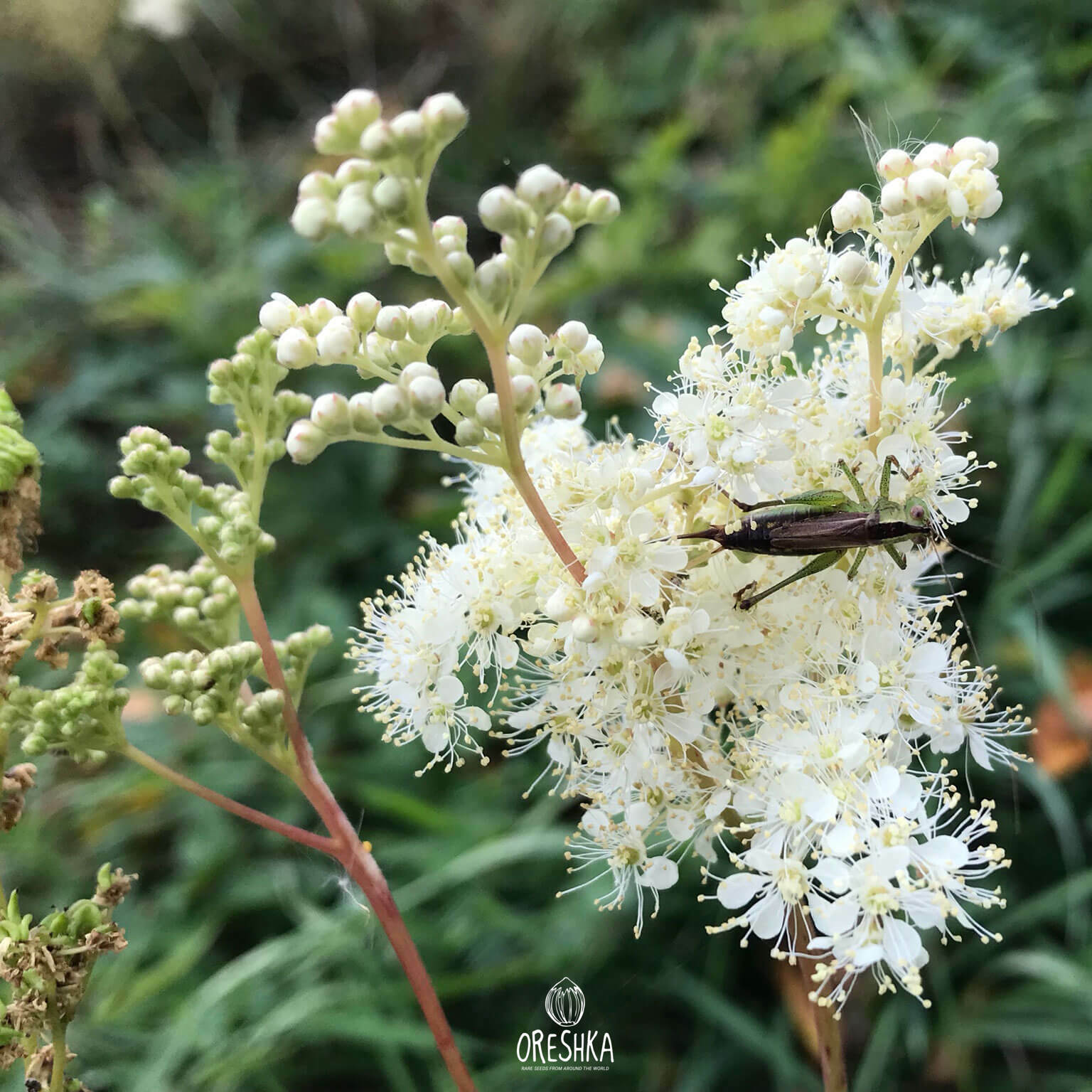 Meadowsweet bud opening cream white flower July England