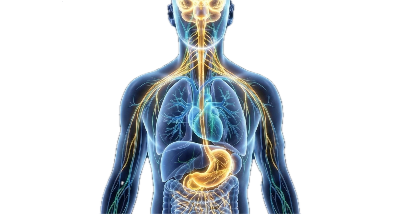 Nervous System Placeholder